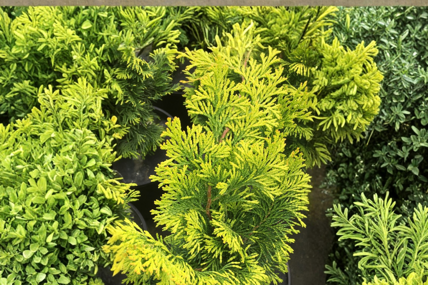Golden Fastigiata Hinoki Cypress Live Plant 4 Inch Pot Narrow Evergreen Conifer Landscape Garden Tree