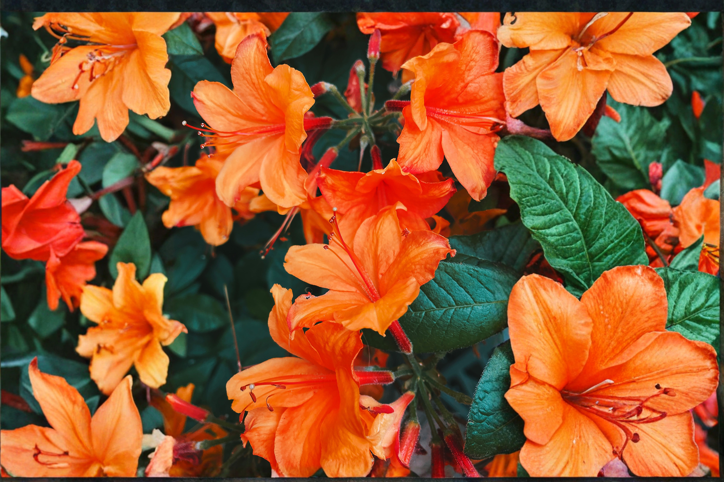 Mandarin Lights Azalea Starter Plant – Orange Deciduous Rhododendron Live Plant