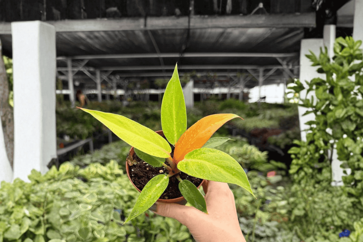 2 Exact Plant Philodendron Red Sun – Specific 4” Pot