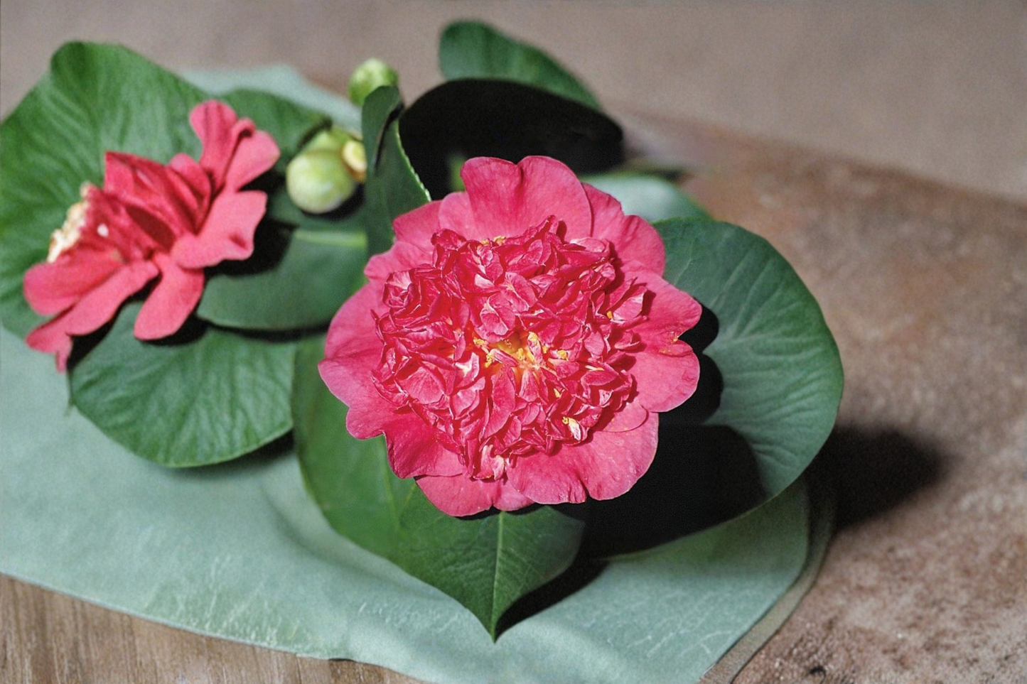 Japanese Camellia ‘Maidens of Great Promise’ 3 Gallon – Camellia japonica Pink Evergreen Flowering Shrub