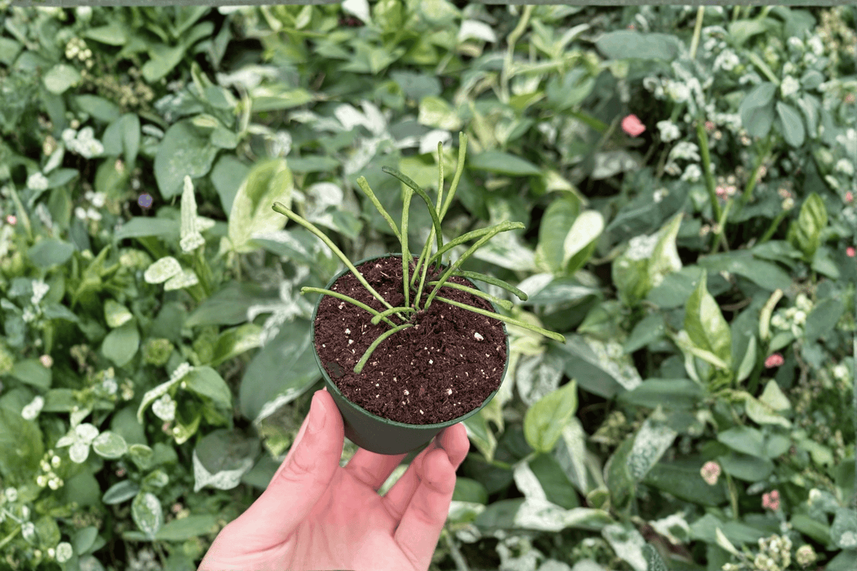 2 Hoya retusa Starter Plants – 2-Inch Bare Root Live Wax Plants