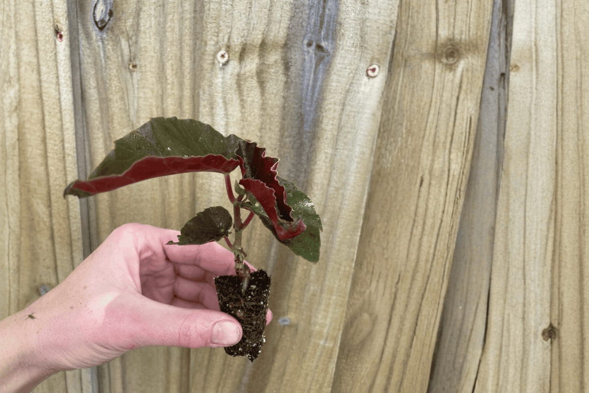 2 Begonia Torch Red Starter Plants – Begonia ‘Torch’
