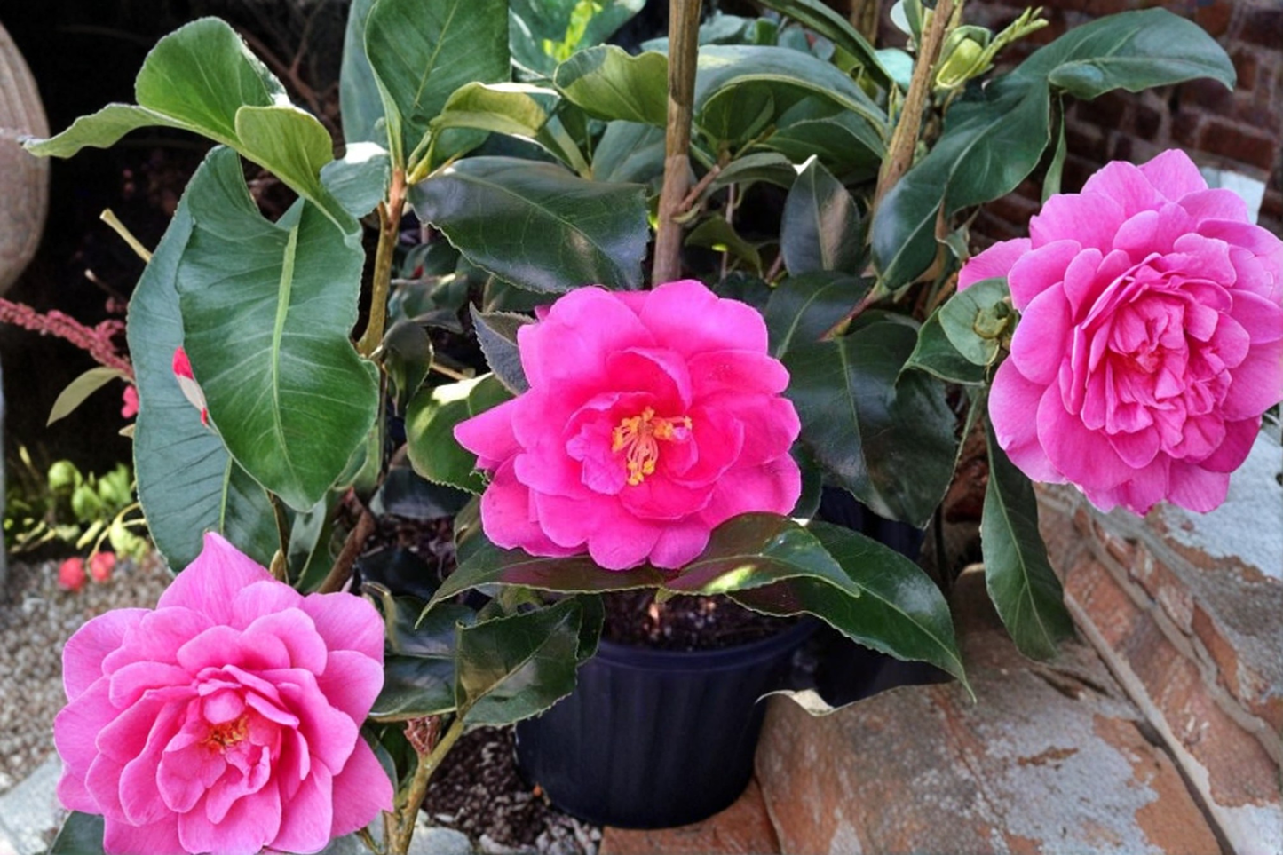 Fall Blooming Camellia ‘Brandy’s Temper’ 1 Gallon – Camellia sasanqua Pink Evergreen Flowering Shrub