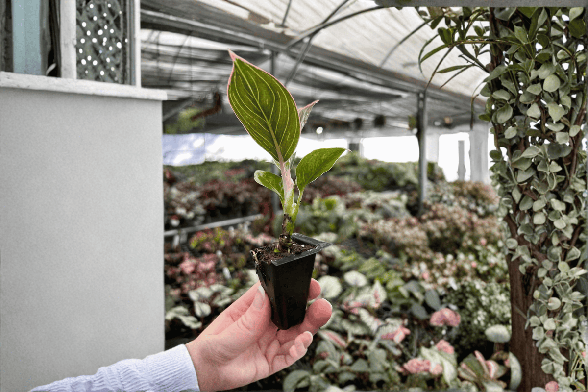 Aglaonema ‘Pink Lady’ 2 Live Starter Plants – Red Pink Lady Soil Pods