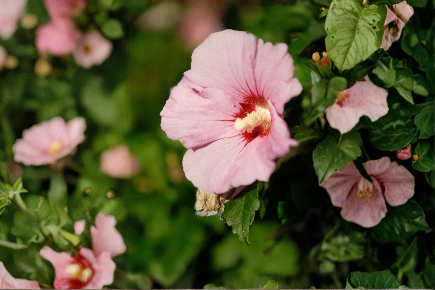 Cherry Choco Latte Hardy Hibiscus Live Plant – 2.5-Inch Pot – Hibiscus moscheutos 'Cherry Choco Latte'