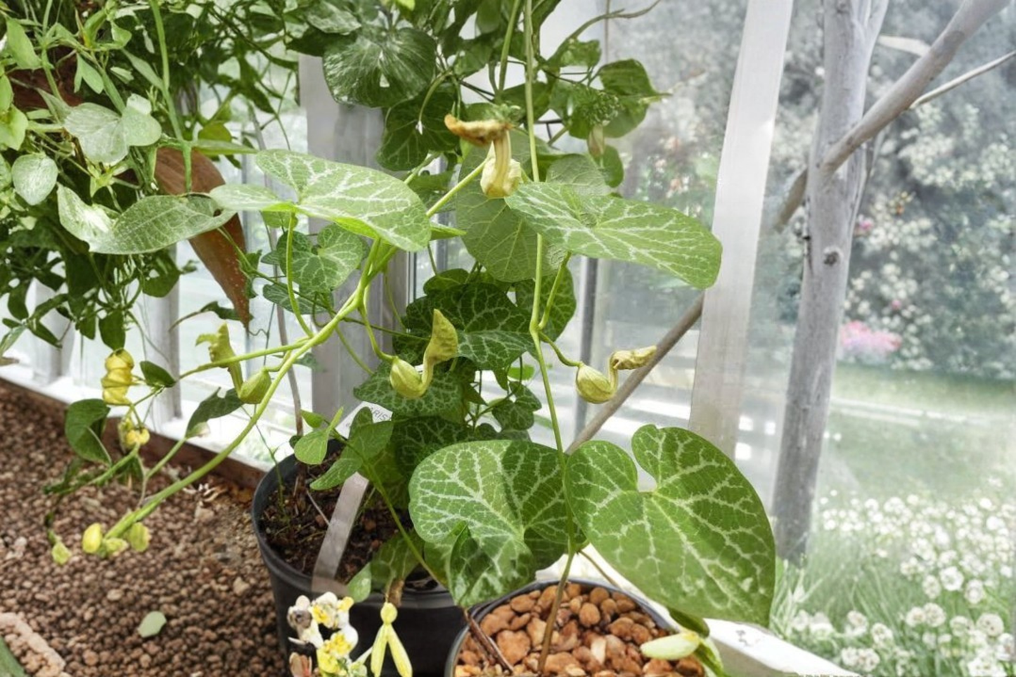 Live Aristolochia fimbriata Plant – Fringed Pipevine – Rooted Starter Plant – Aristolochia fimbriata