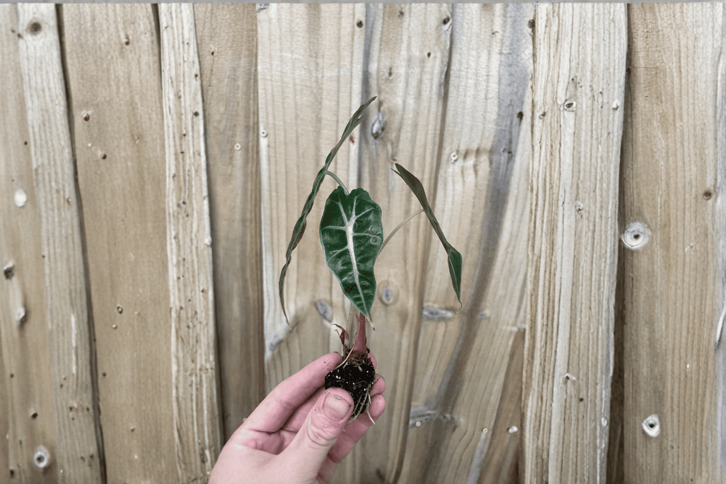 2 Alocasia Amazonica Dwarf Live Starter Plants – Bare Root African Mask Plants