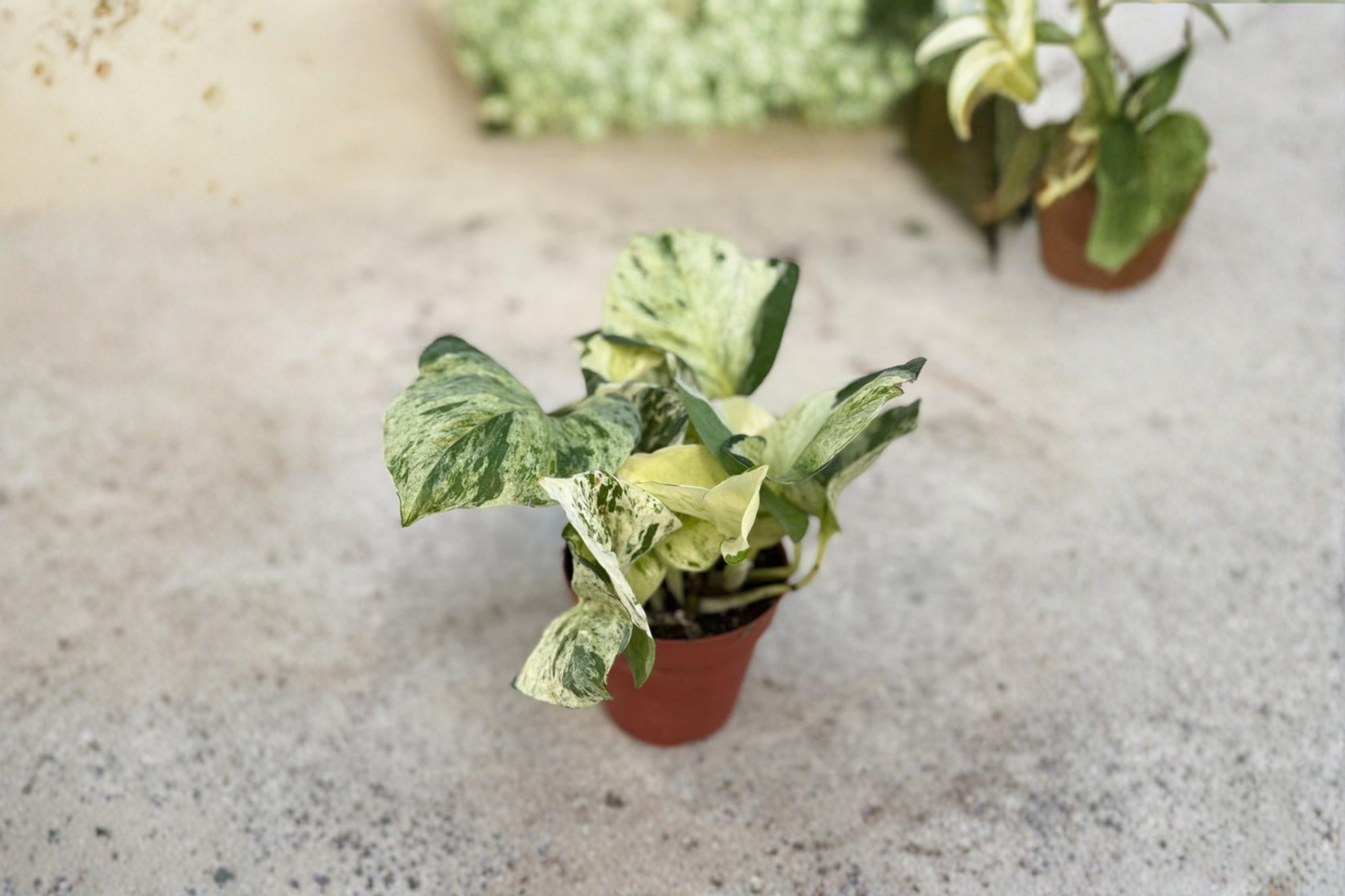 Manjula Pothos Live Plant Variegated Epipremnum Cutting in 3 Inch Pot