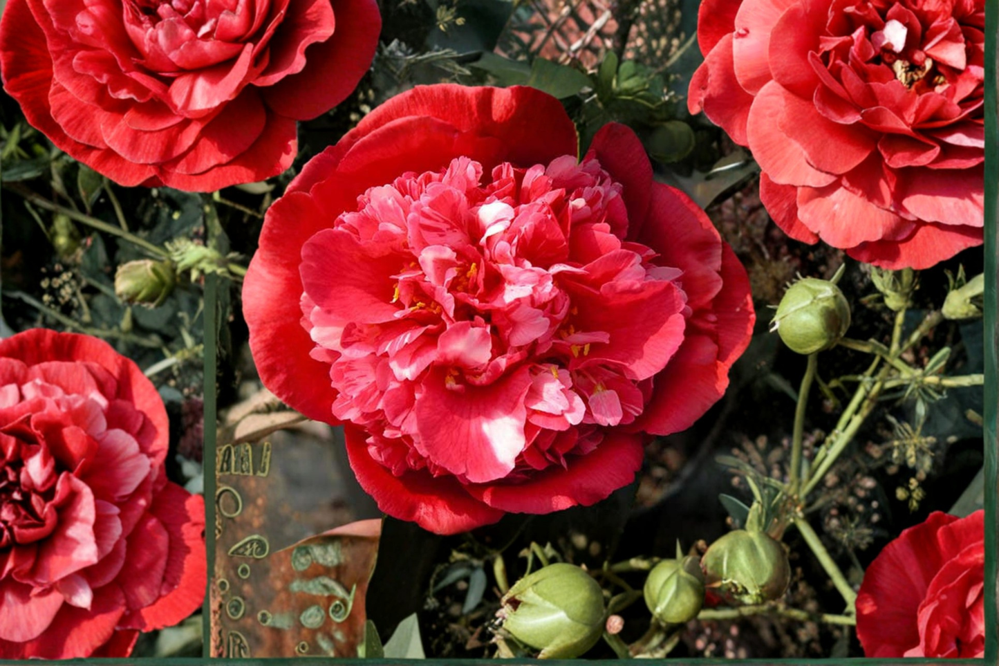Japanese Camellia ‘Laura Walker’ 3 Gallon – Camellia japonica Pink Variegated Evergreen Flowering Shrub