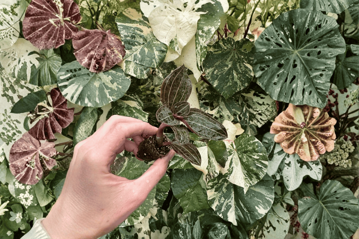 2 Ludisia discolor (Jewel Orchid) Starter Plants – Bare Root – Ludisia discolor