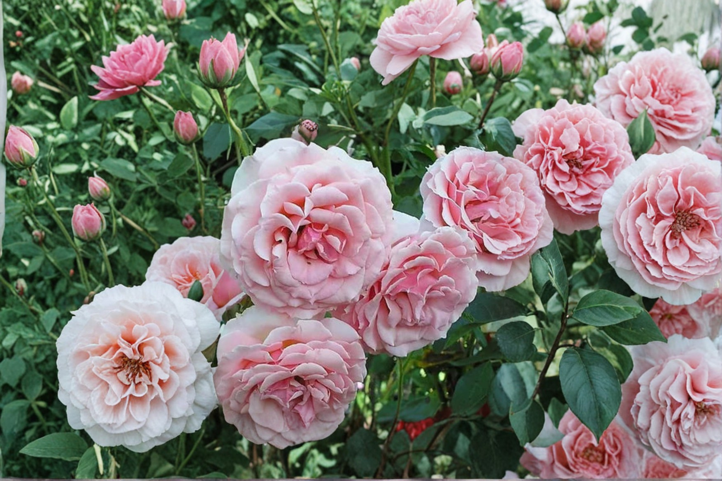 Tournament of Roses Coral Pink Rose Bush 5 Gal Live Plant Large Bloom Garden Flowering Shrub Outdoor Landscape