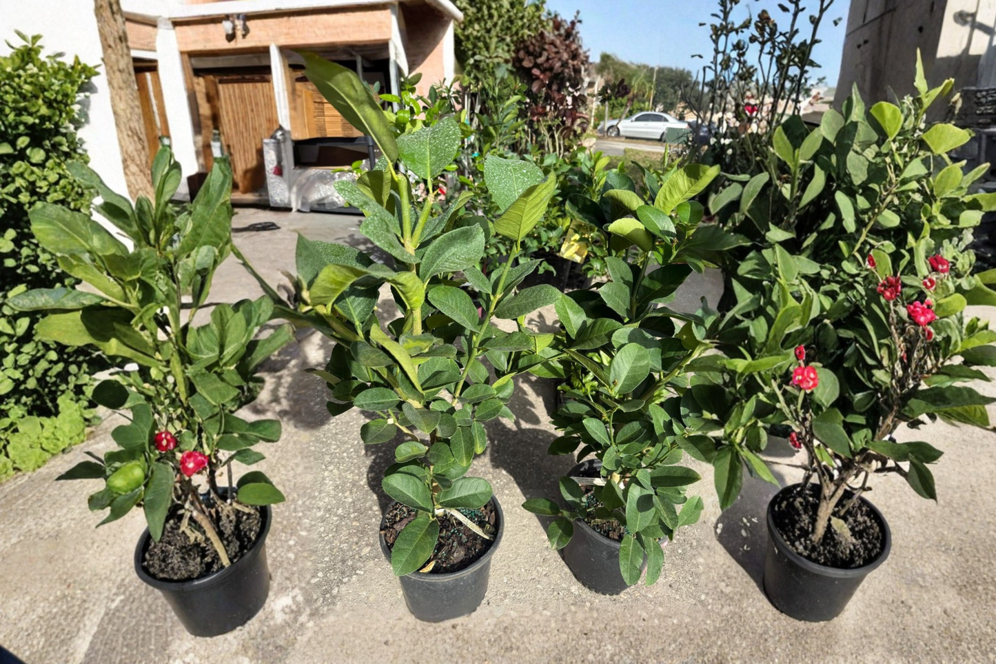 Ponderosa Lemon Tree Air Layered Live Citrus Plant 3ft Tall Giant Lemon With Flowers Backyard Garden No Ship to California
