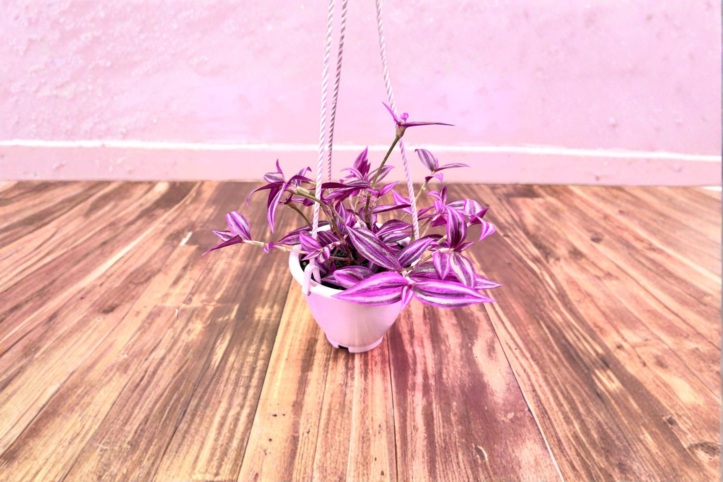 Tradescantia Pink Paradise Live Plant Rare Pink Tradescantia Starter Houseplant Indoor Tropical Plant in 4.5 Inch Pot