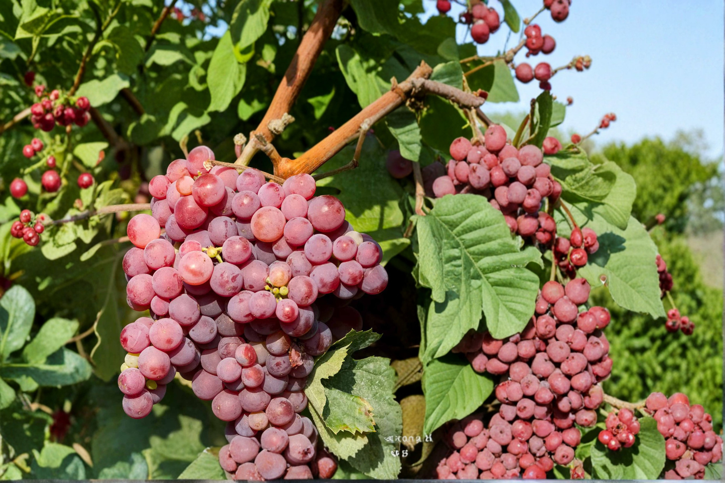 Red Flame Seedless Grape Vine 4-6 Ft Live Plant Sweet Red Grape Vine for Garden Trellis Backyard Vineyard