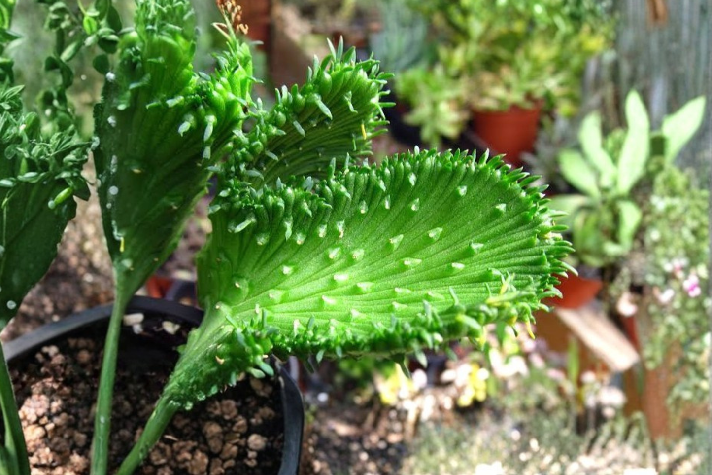 Euphorbia flanaganii Cristata Live Succulent – 2 Inch Pot – Crested Succulent Plant