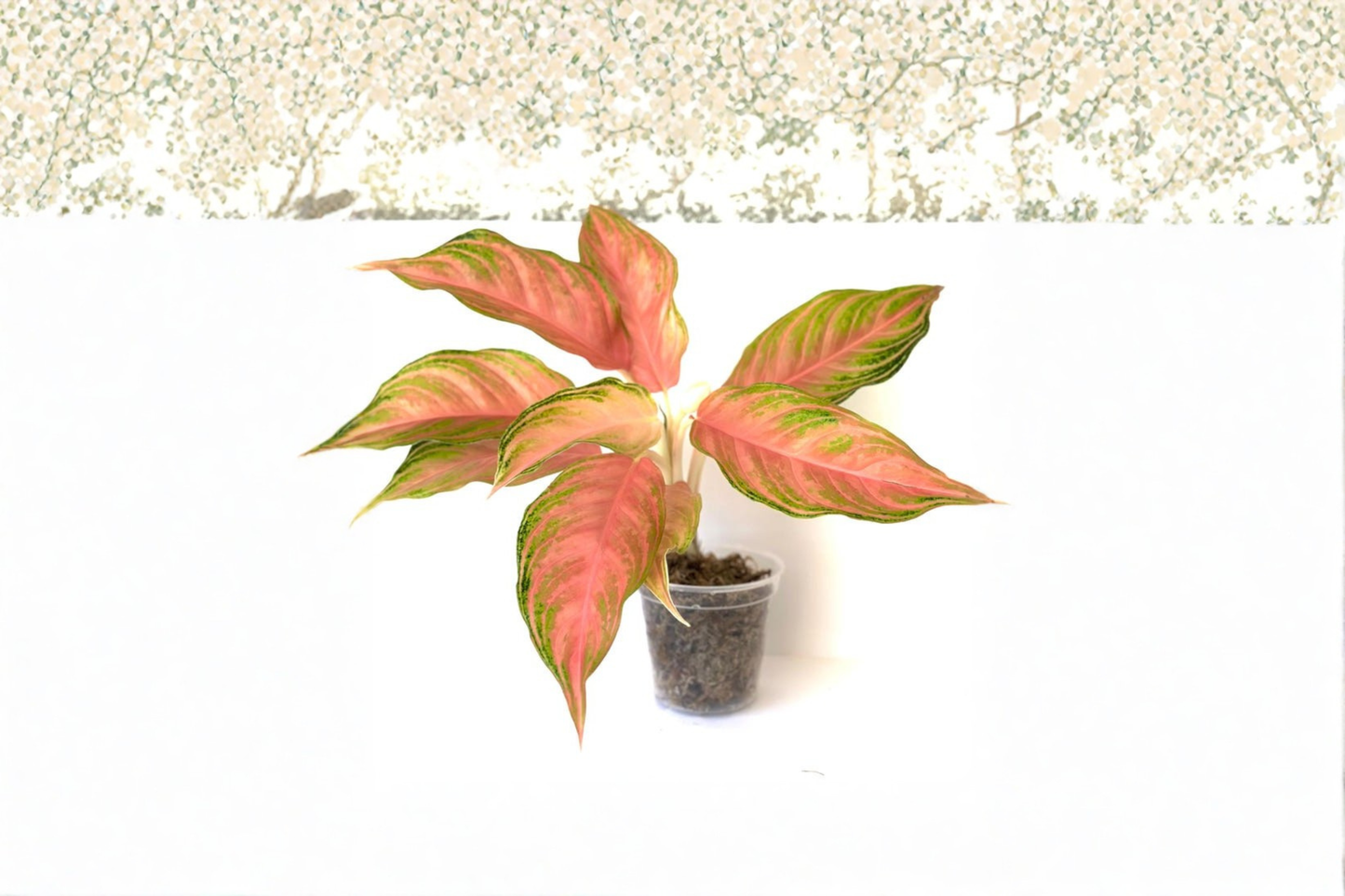 Aglaonema Panama Pink Live Plant Colorful Chinese Evergreen Variegated Indoor Starter Houseplant Gift