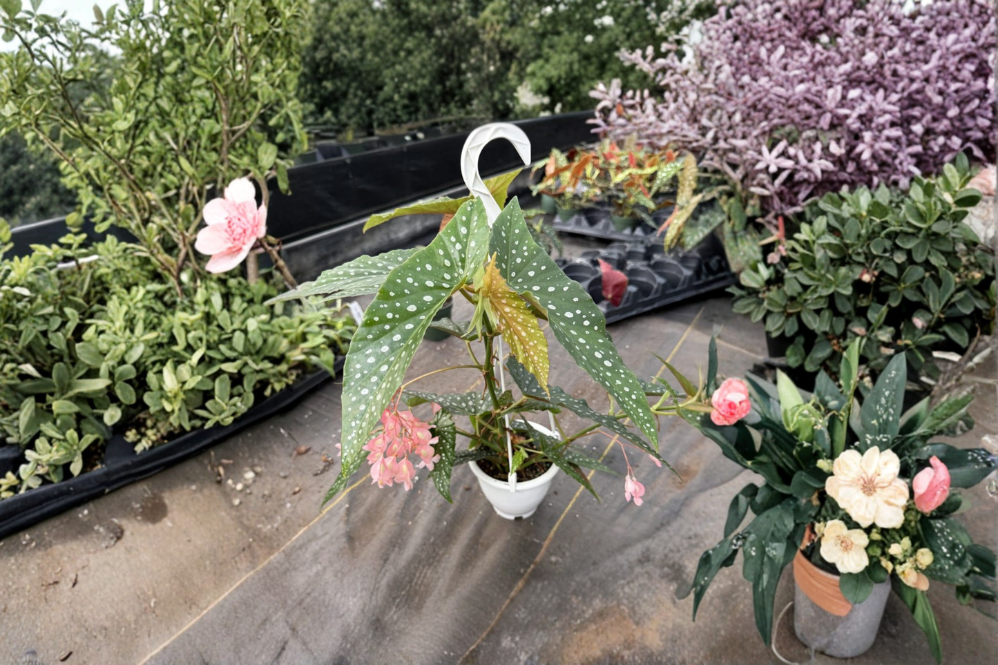 Begonia White Ice Live Plant Angel Wing Begonia Hanging Houseplant Rooted 4.5 Inch Pot Decor Gift
