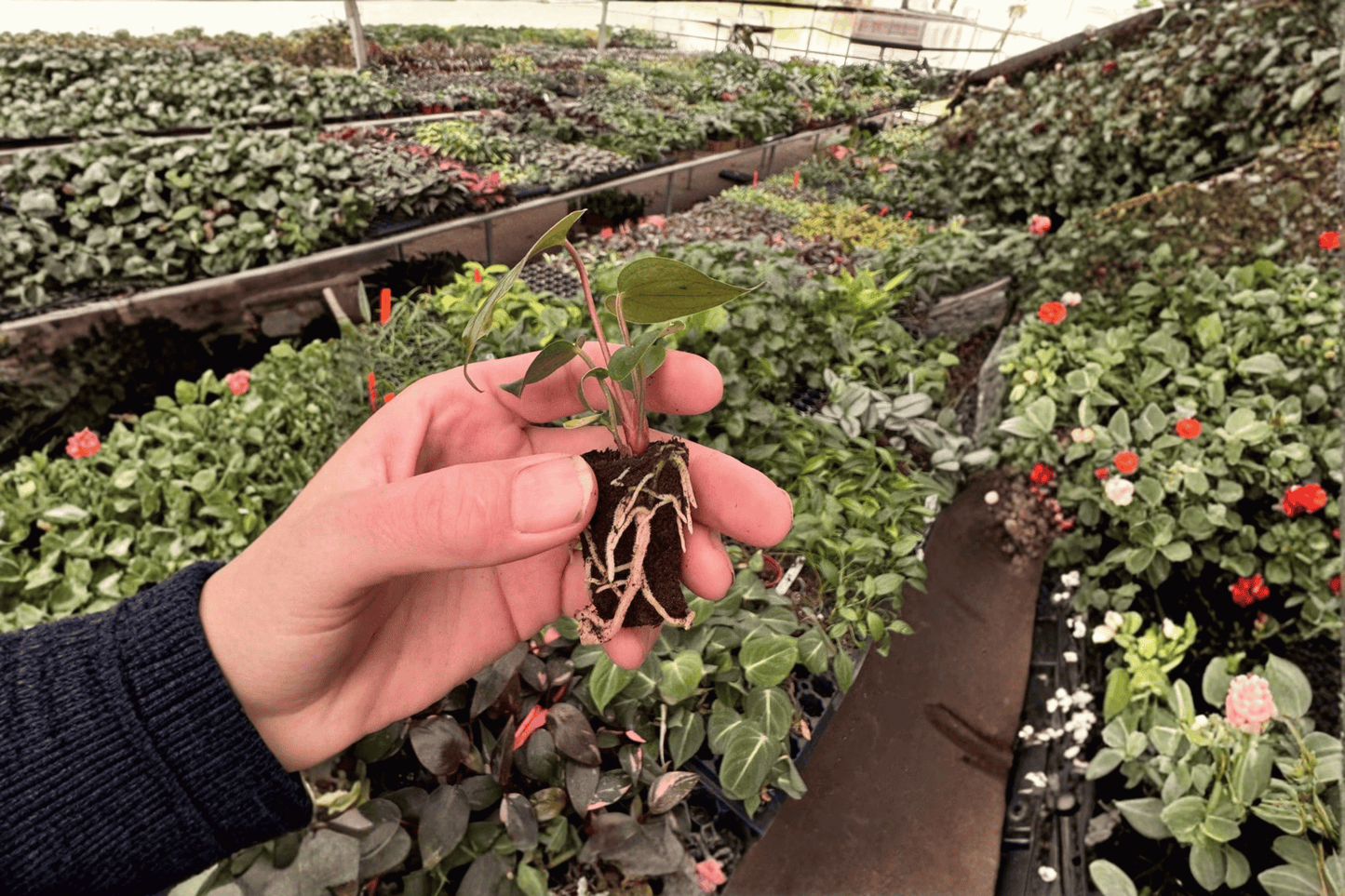 Anthurium Caliente 2 Live Starter Plants – Anthurium ‘Caliente’