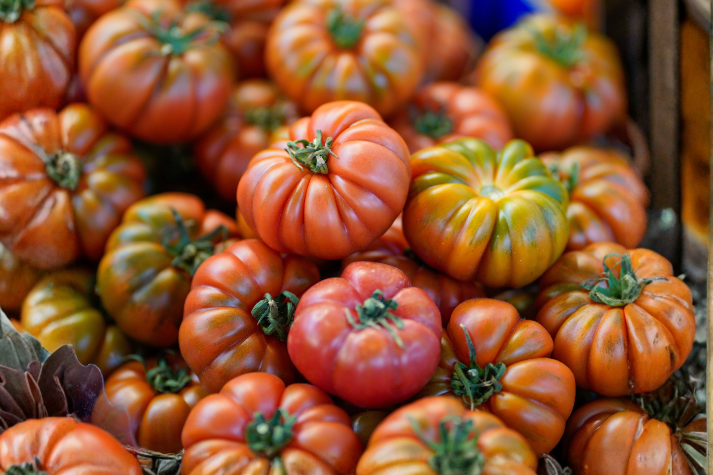 Lot of 6 Big Rainbow Heirloom Tomato Live Plants – 6–8 Inches, 60+ Days Old – Solanum lycopersicum