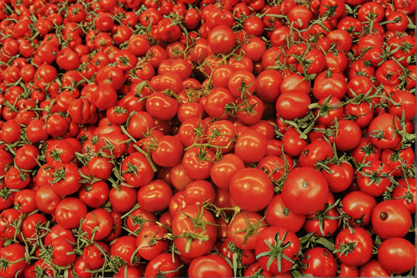 Lot of 2 Park's Whopper Tomato Live Plants – 6–10 Inch Tall Starters – 60+ Days Old – Solanum lycopersicum