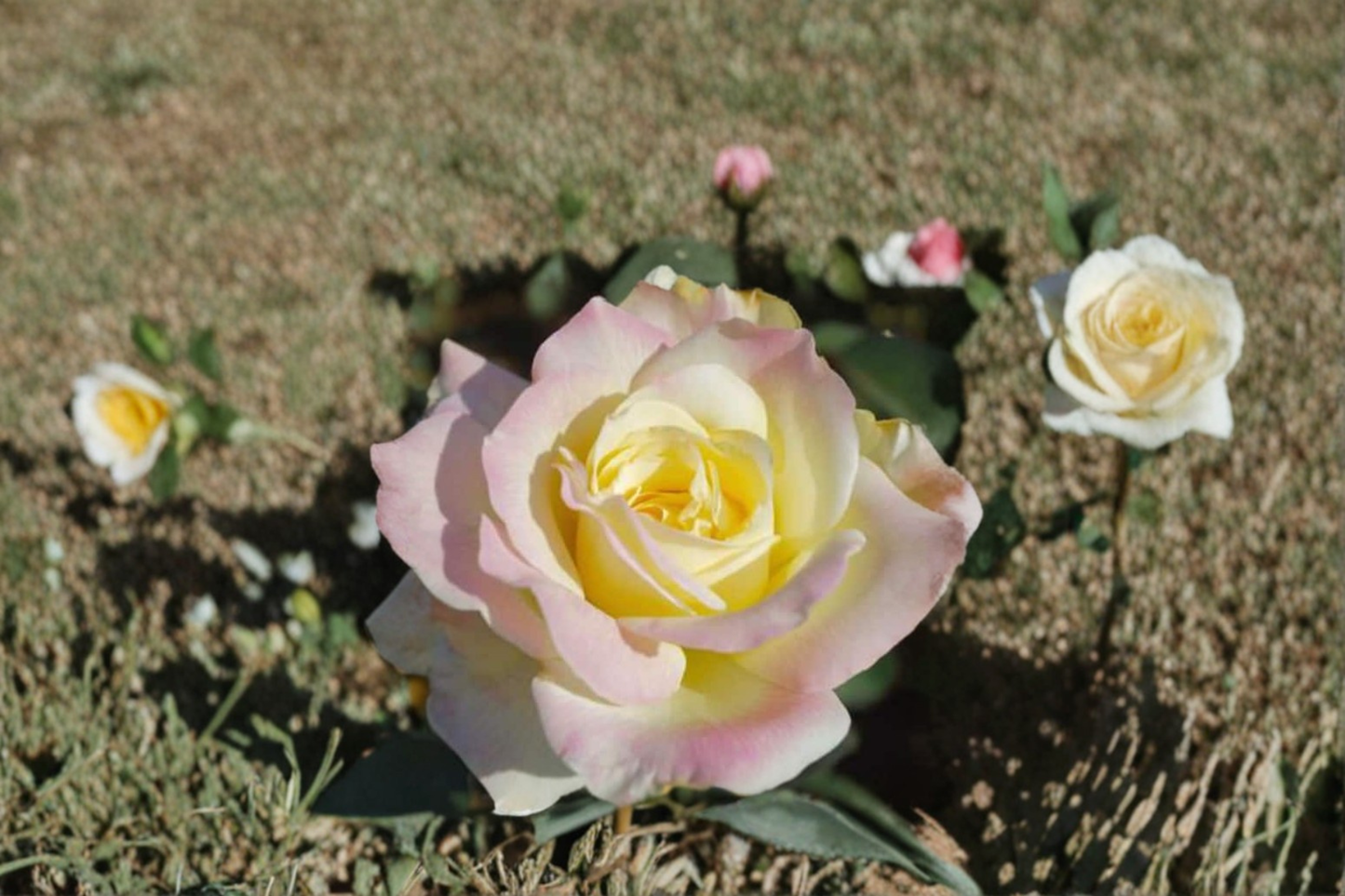 Garden Party Hybrid Tea Rose 1 Gal Live Plant Yellow White Pink Rose Bush Elegant Garden Flowering Outdoor Plant