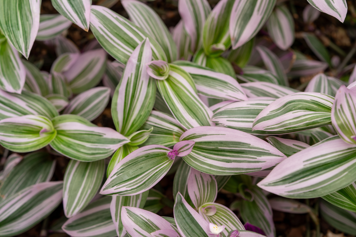 Tradescantia Nanouk Live Plant in 2 Inch Pot – Pink Wandering Dude Plant