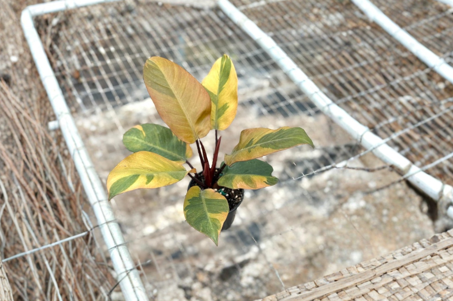 Philodendron Black Cardinal Variegated Live Plant Rare Tropical Houseplant Rooted 4 Inch Pot Gift