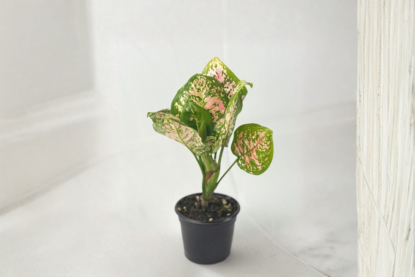 Aglaonema Anyamanee Tricolor Live Plant Pink Variegated Indoor Tropical Houseplant Beginner Plant Gift