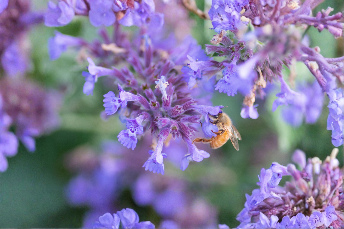 Walker's Low Catmint Live Plant – 2.5-Inch Pot – Nepeta × faassenii 'Walker's Low'