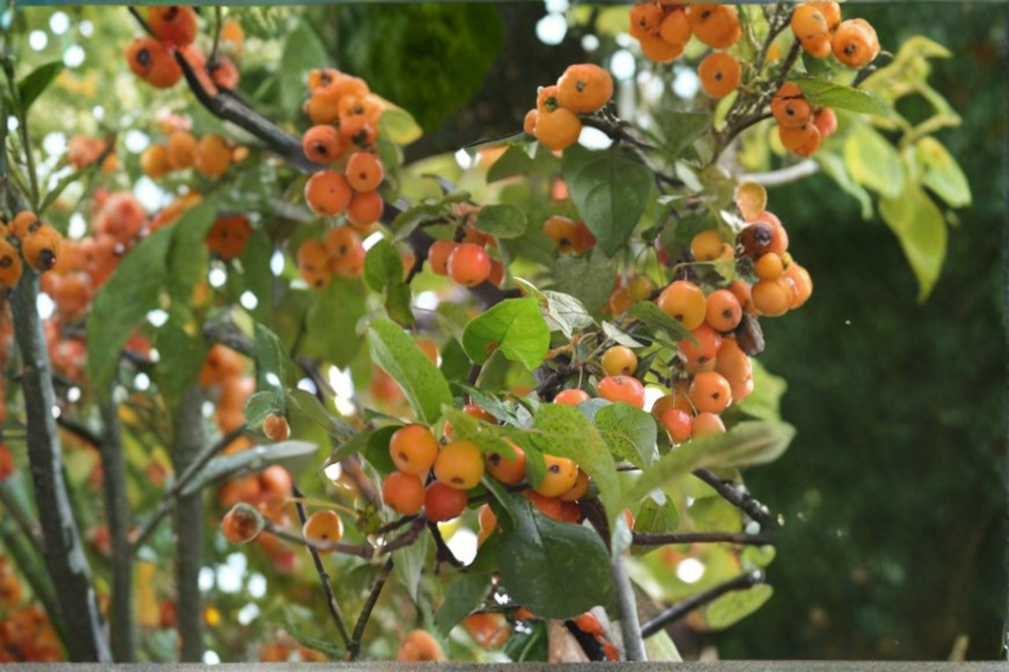 Harvest Gold Crabapple Tree Live Plant 4–6 Ft Fruiting Tree, Ornamental Apple Tree for Garden Landscape