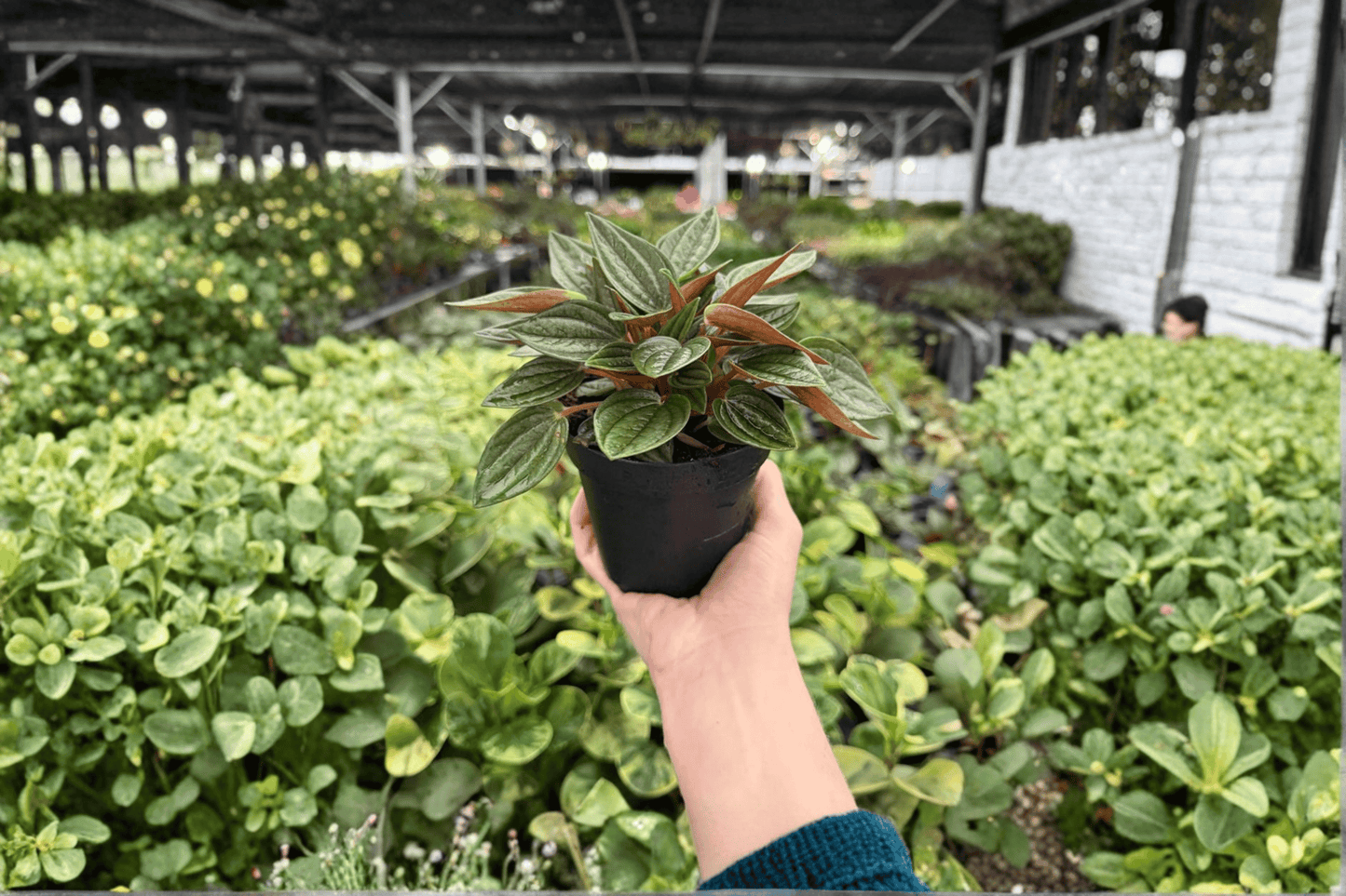 Peperomia Rosso 2 Exact Live Plants – 4-Inch Pots – Peperomia caperata ‘Rosso’