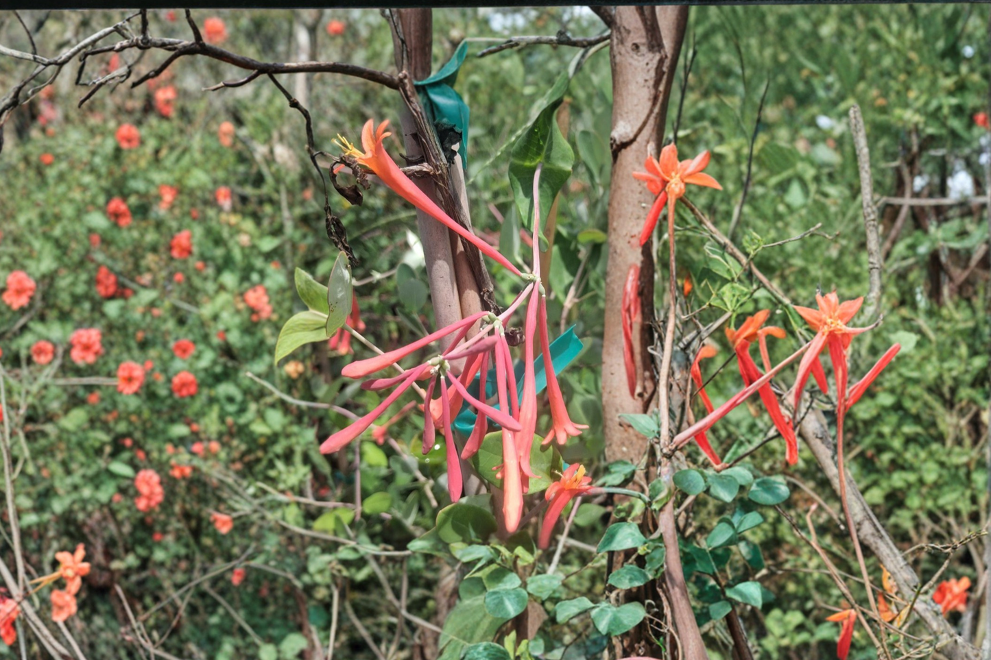 Coral Honeysuckle Vine 1 Gal Live Plant Red Flowering Climbing Vine for Garden Trellis Outdoor Landscape Plant