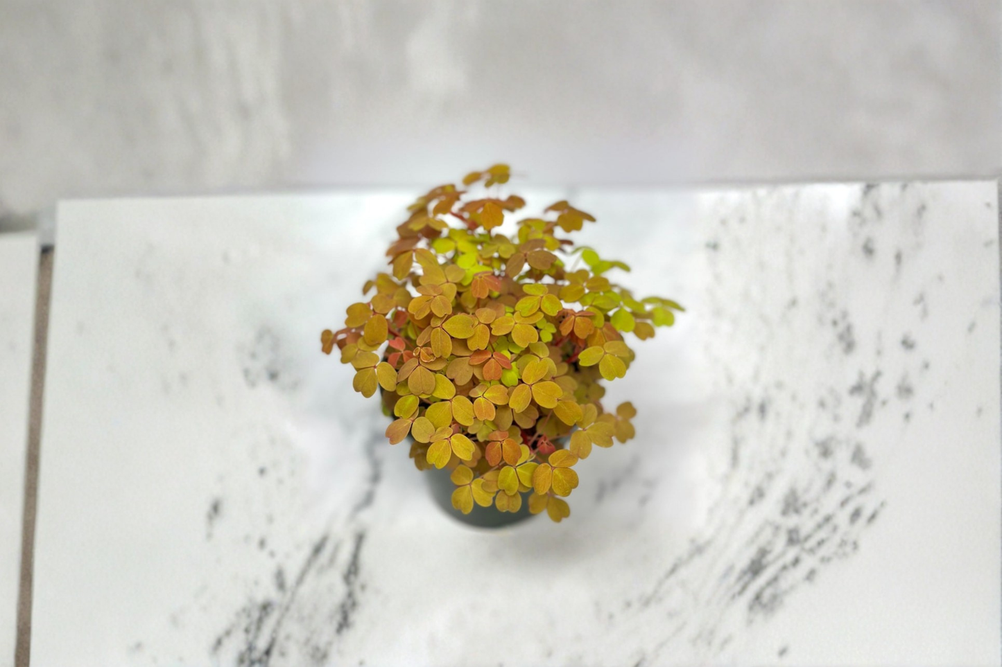 Oxalis Triangularis Live Plant Purple Shamrock Indoor Houseplant Rooted 4 Inch Pot Decor Gift