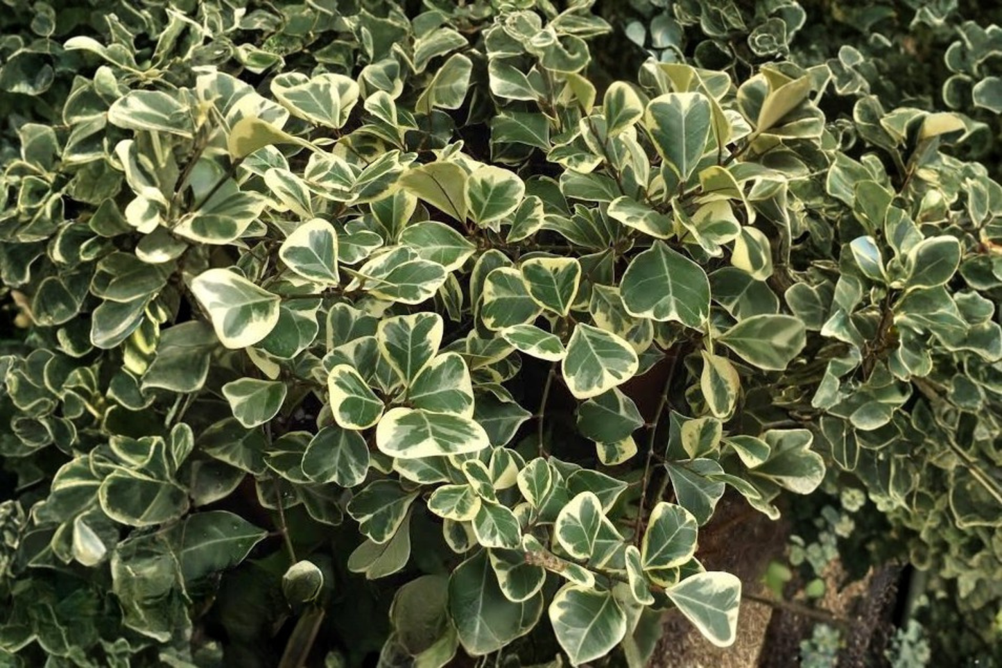 2 Triangle Ficus Live Plants in 2-Inch Pots – Ficus triangularis Houseplants