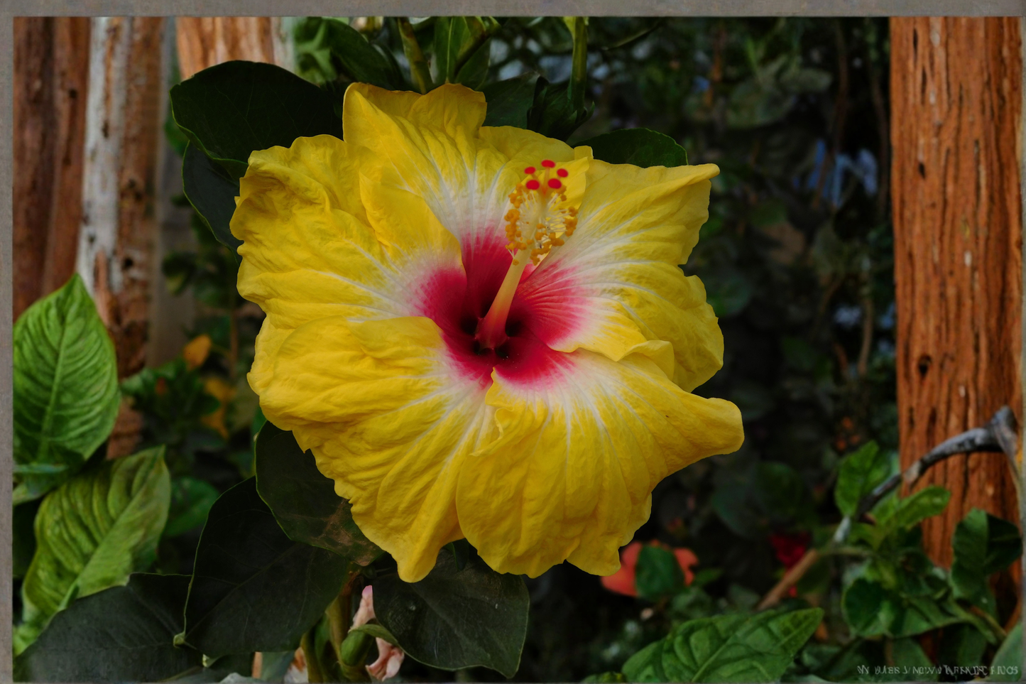 Evangeline Tropical Hibiscus Live Plant – 4 Inch Pot – Hibiscus rosa-sinensis