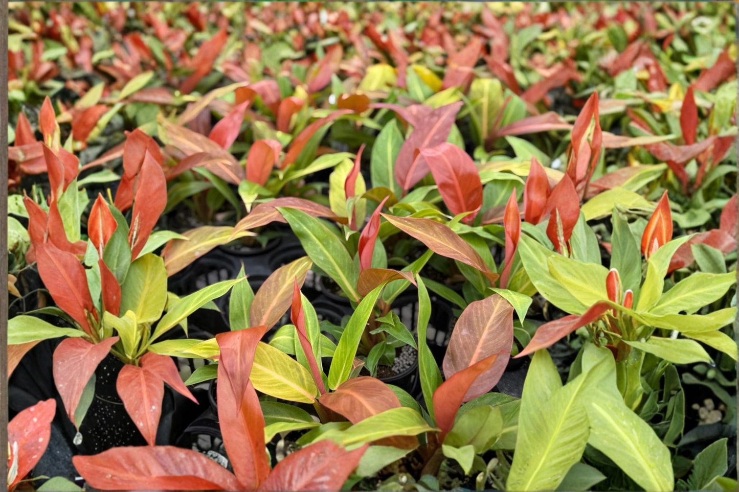 Philodendron Red Sun Live Plant Rare Tropical Houseplant Colorful Indoor Foliage Plant in 3-4 Inch Grower Pot