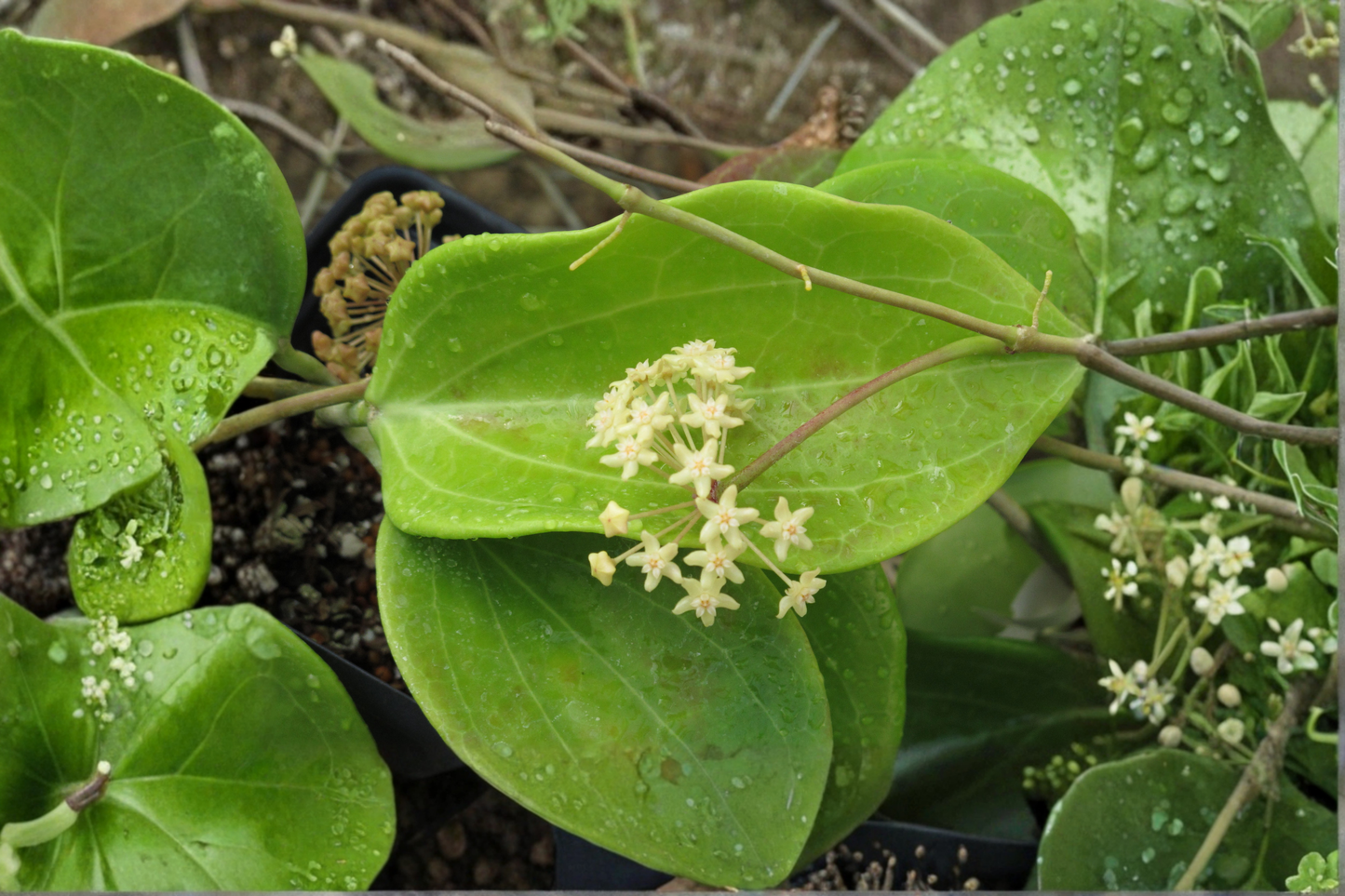 Hoya merrillii Live Plant in 4-Inch Nursery Pot – Established Wax Plant