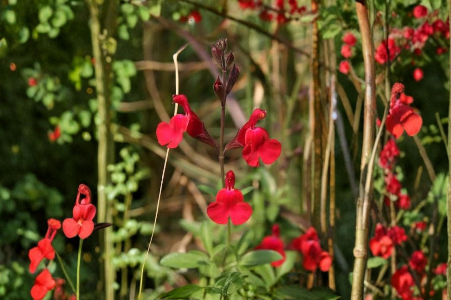 Red Salvia greggii Live Plant in 1-Gallon Pot – Fully Rooted – Autumn Sage