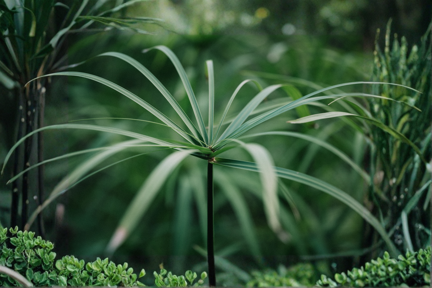 Live Umbrella Palm Tropical Aquatic Marginal Pond Plant – Cyperus alternifolius