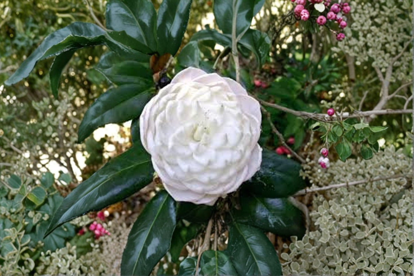 Japanese Camellia ‘Sea Foam’ 3 Gallon – Camellia japonica White Evergreen Flowering Shrub