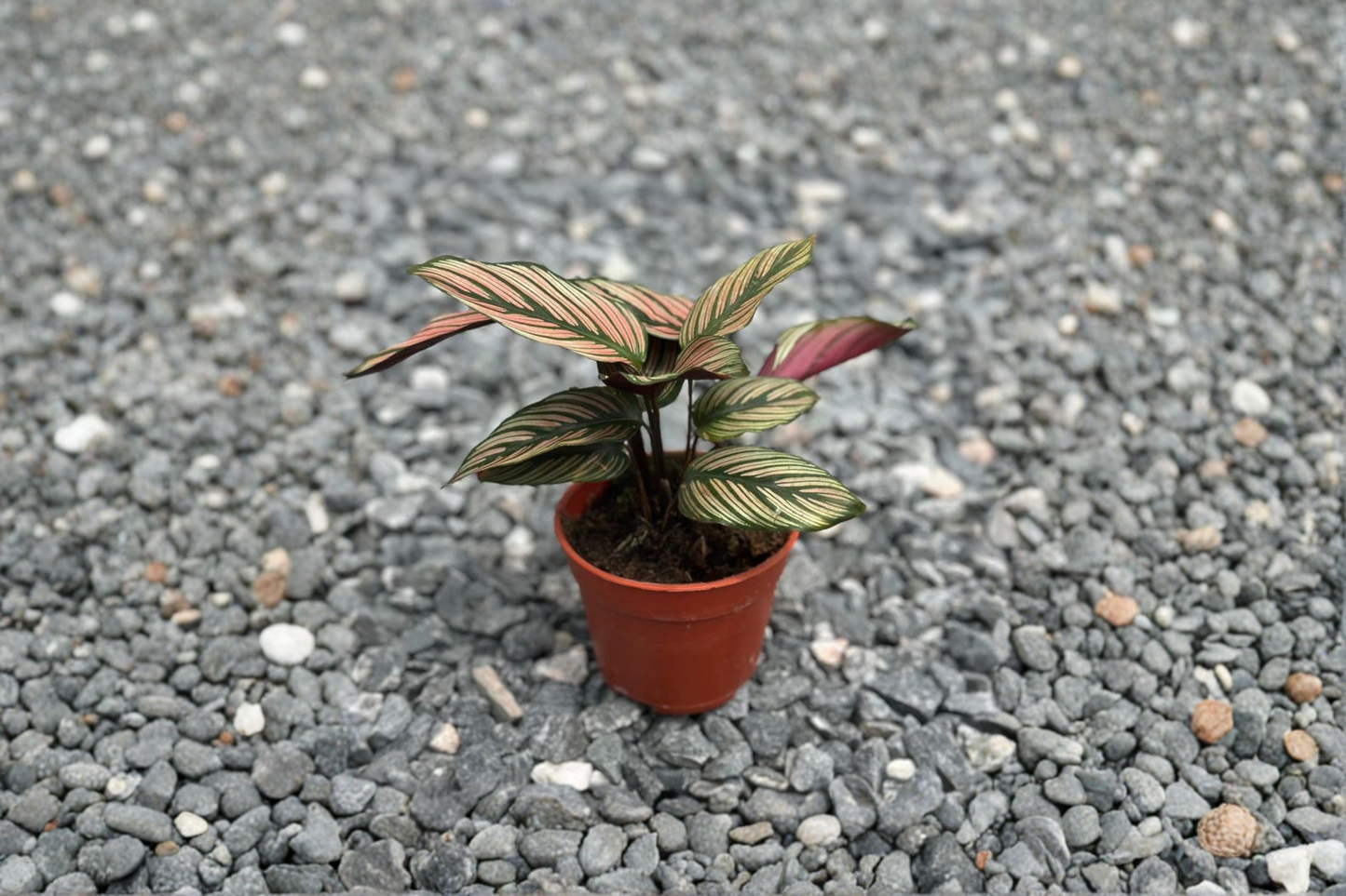 Calathea White Star Live Plant Pink Tropical Houseplant 4 Inch Rooted Indoor Rare Calathea Gift Plant