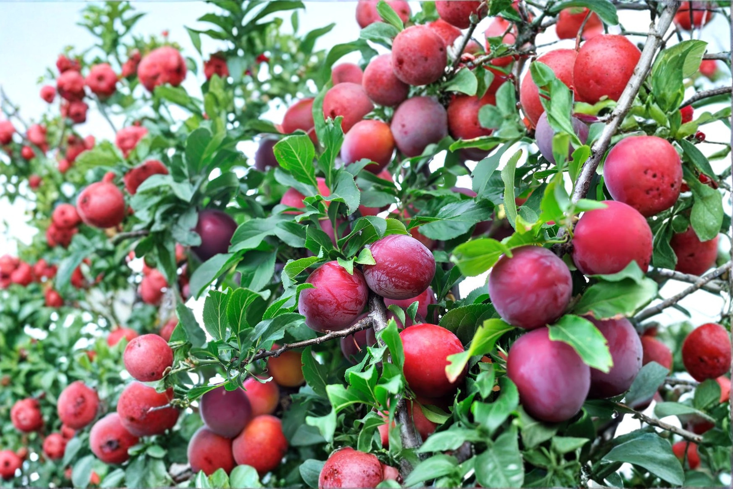 Red Plum Tree 4-6 Ft Live Fruit Tree – Sweet Juicy Plums Prunus Garden Orchard Plant
