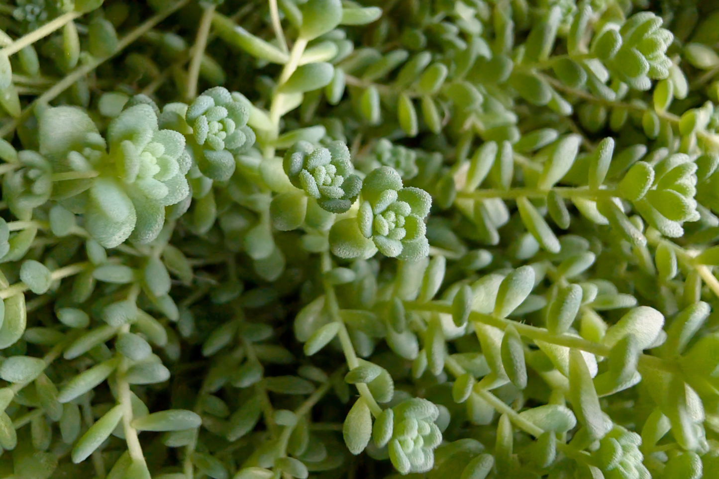 Himalayan Skies Sedum Live Plant in 2 Inch Pot – Sedum dasyphyllum Succulent