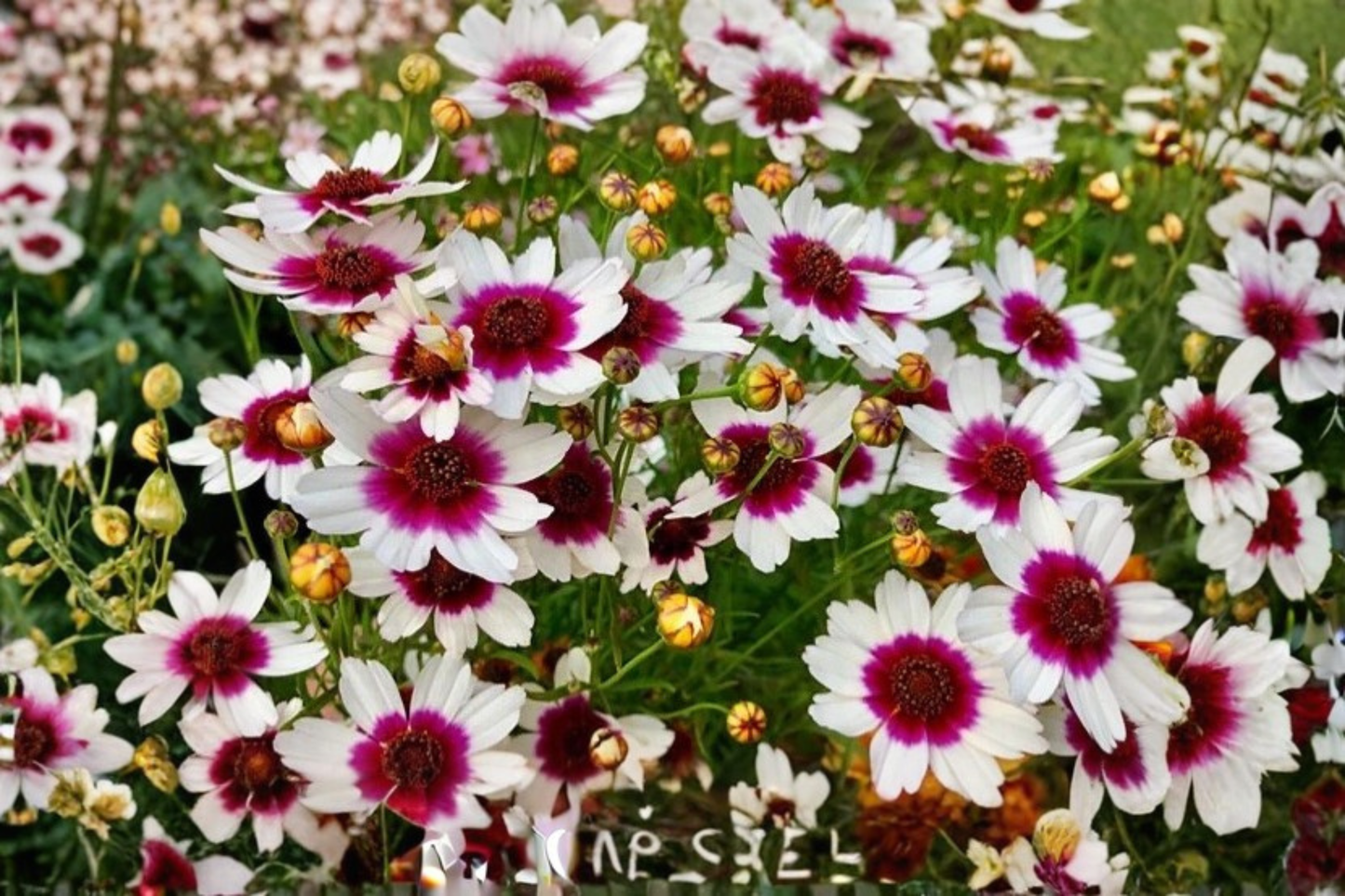Coreopsis Ice Wine Live Starter Plant Perennial Flower Plant Rooted Garden Plant in Nursery Pot Free Shipping
