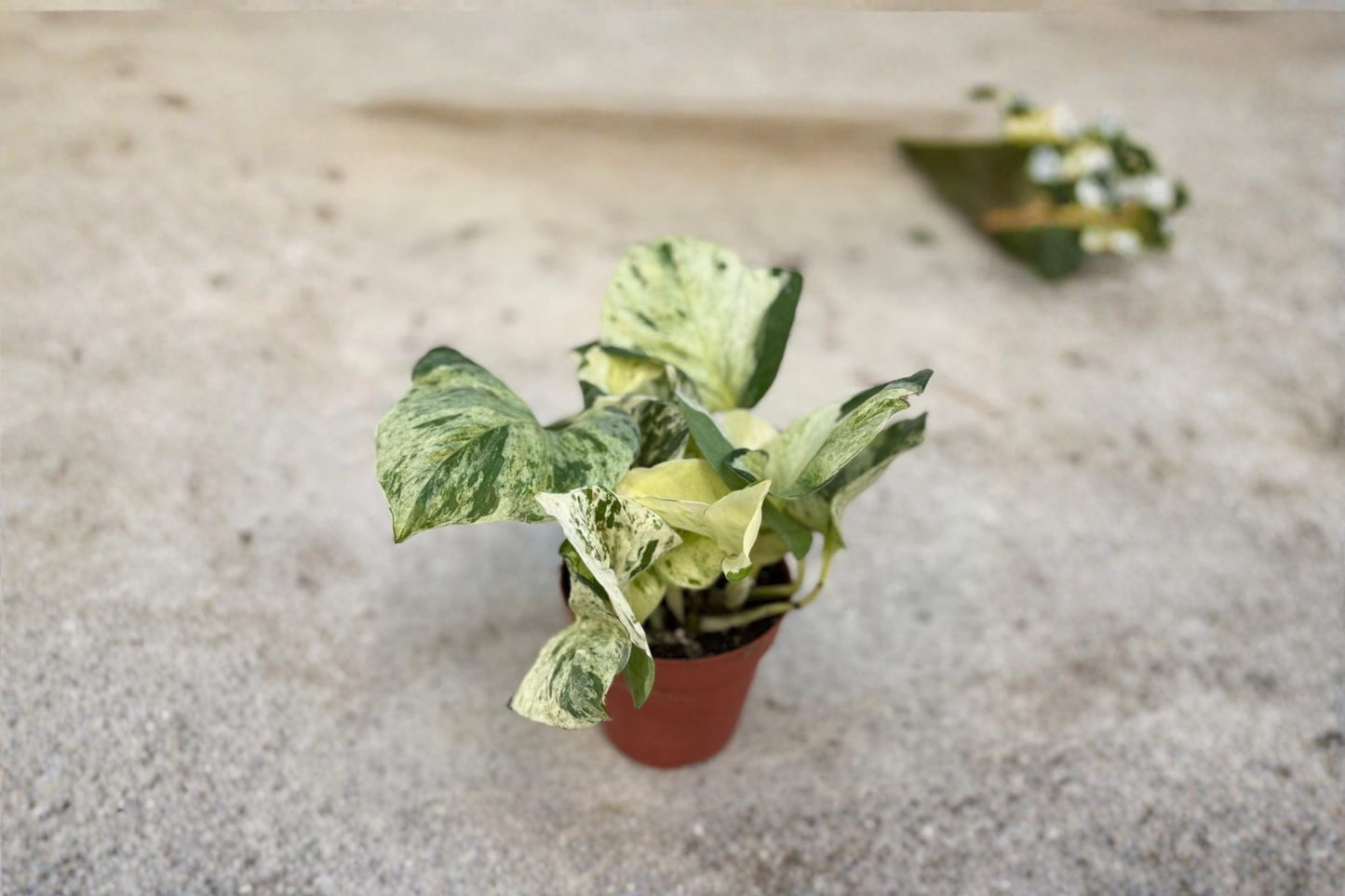 Manjula Pothos Live Plant Variegated White Pothos Starter Houseplant Rooted Cutting Indoor Plant Gift in Sphagnum Moss