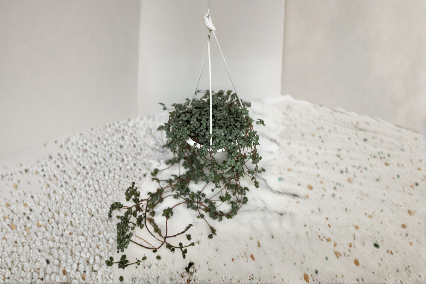 Pilea Glauca Aquamarine Live Plant Trailing Indoor Houseplant Rooted 4.5 Inch Basket Decor Gift