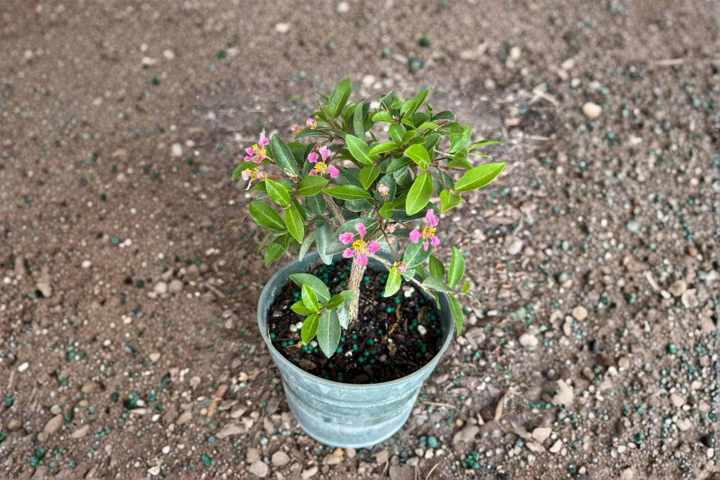Barbados Cherry Bonsai Tree Live Plant Malpighia Glabra 3.5 Inch Pot Indoor Outdoor Bonsai Gift Plant
