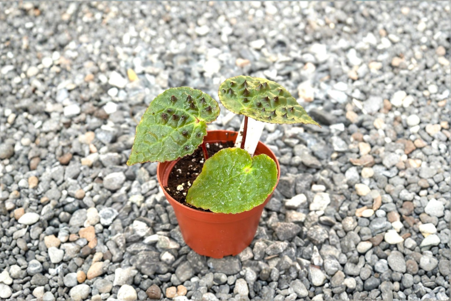 Begonia Ferox Live Plant Spiked Rare Begonia Rooted Indoor Tropical Houseplant Unique Plant Gift