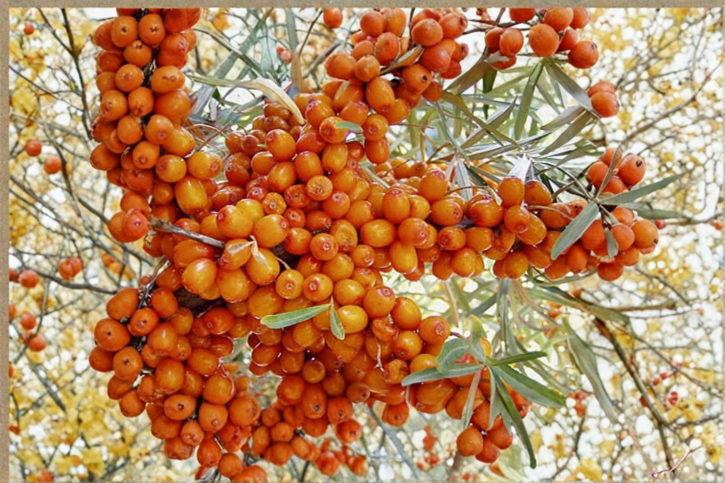 Frugana Sea Berry Plant Live 1 Gallon Pot Hippophae Rhamnoides 2 Ft Tall Fruiting Shrub Garden Berry Plant