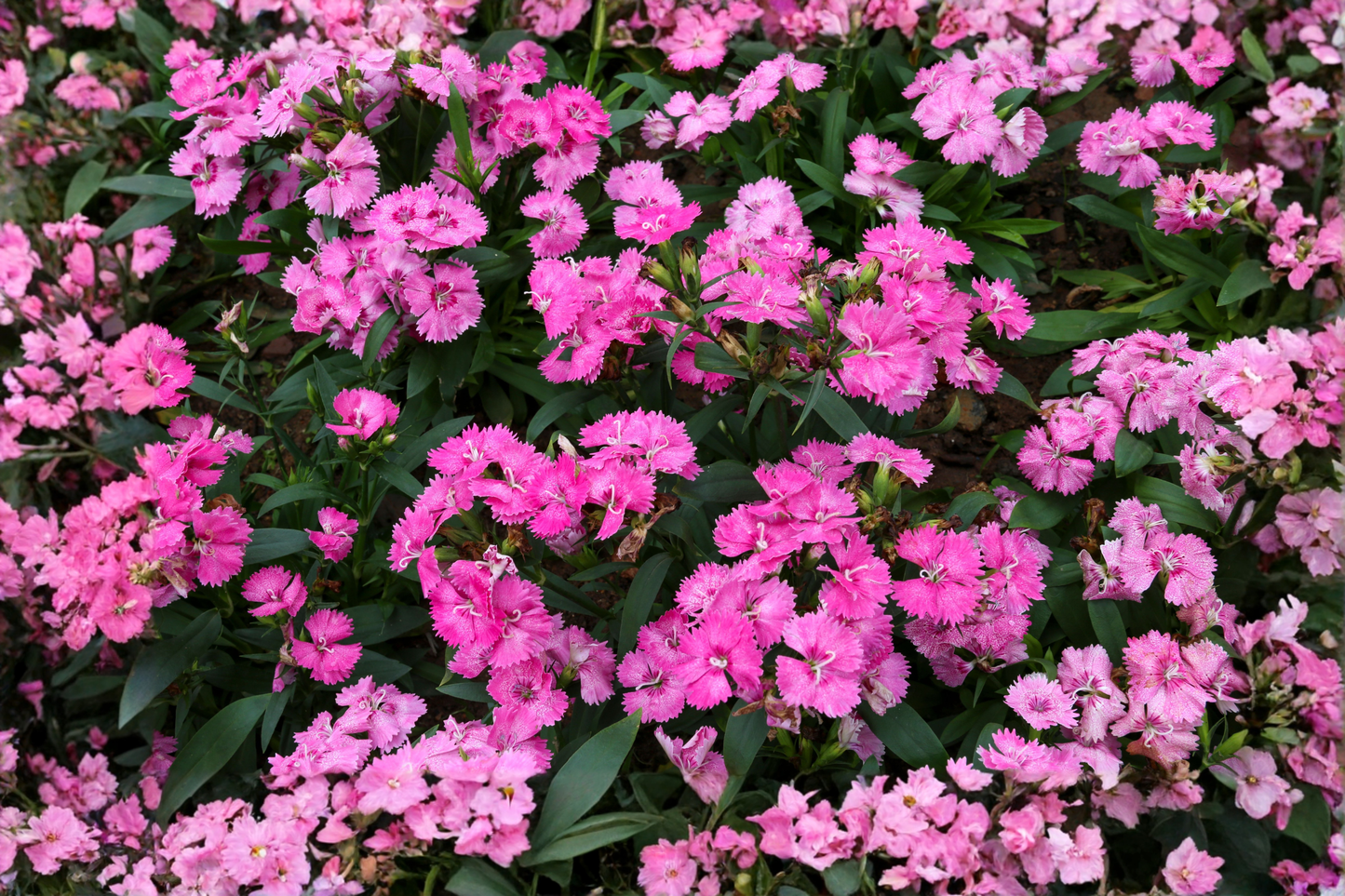 Paint the Town Fancy® Dianthus Live Plants – Set of 2 – Dianthus Hybrid